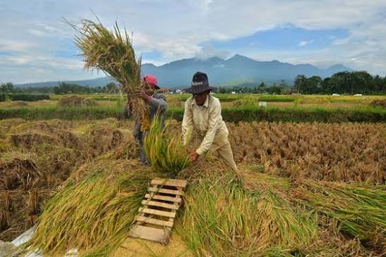Panen Raya Padi Organik